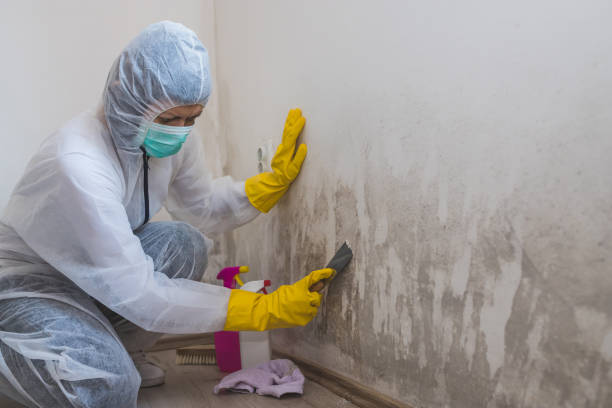 Home Mold Removal in Mattydale, NY