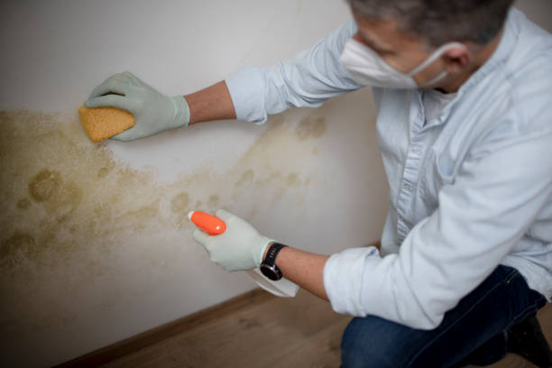 Best Local Mold Removal Service  in Mattydale, NY