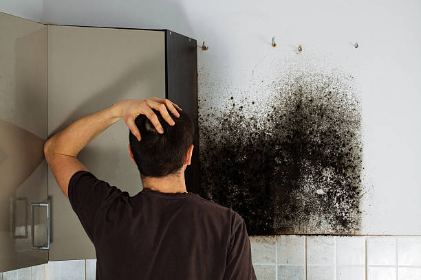 Best Professional Mold Removal  in Mattydale, NY